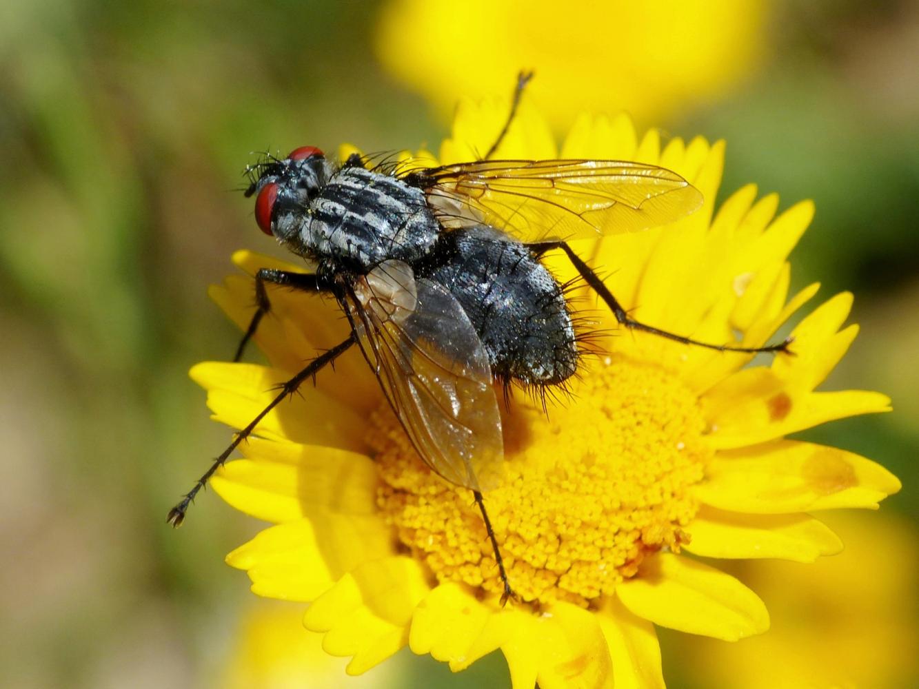 Tachinidae dai tarsi lunghi: Dinera cfr ferina femmina